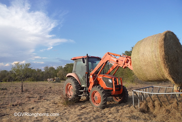 hay-forage-for-texas-longhorn-cattle