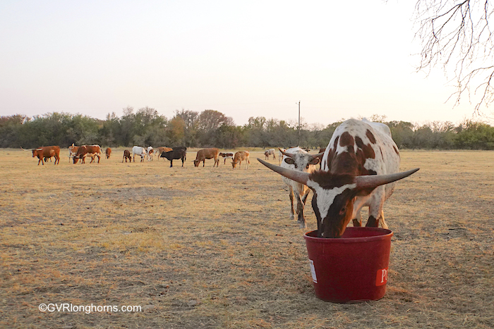 longhorn-heifer-at-protein-tub