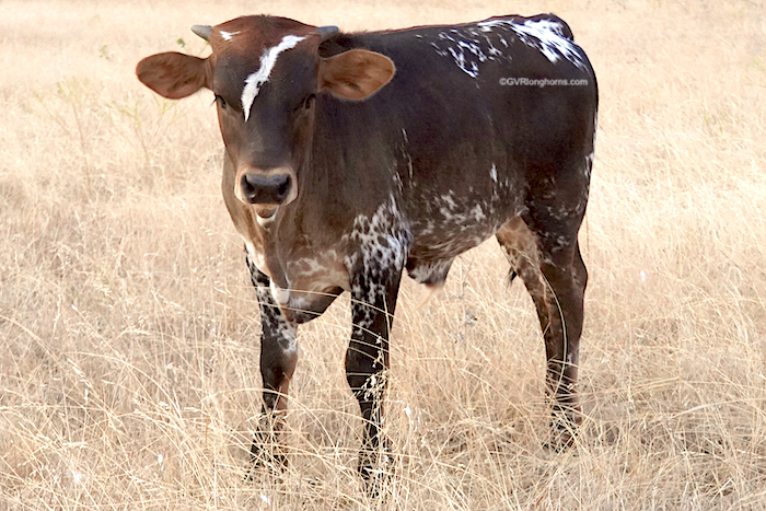 longhorn-calf-for-sale-in-texas