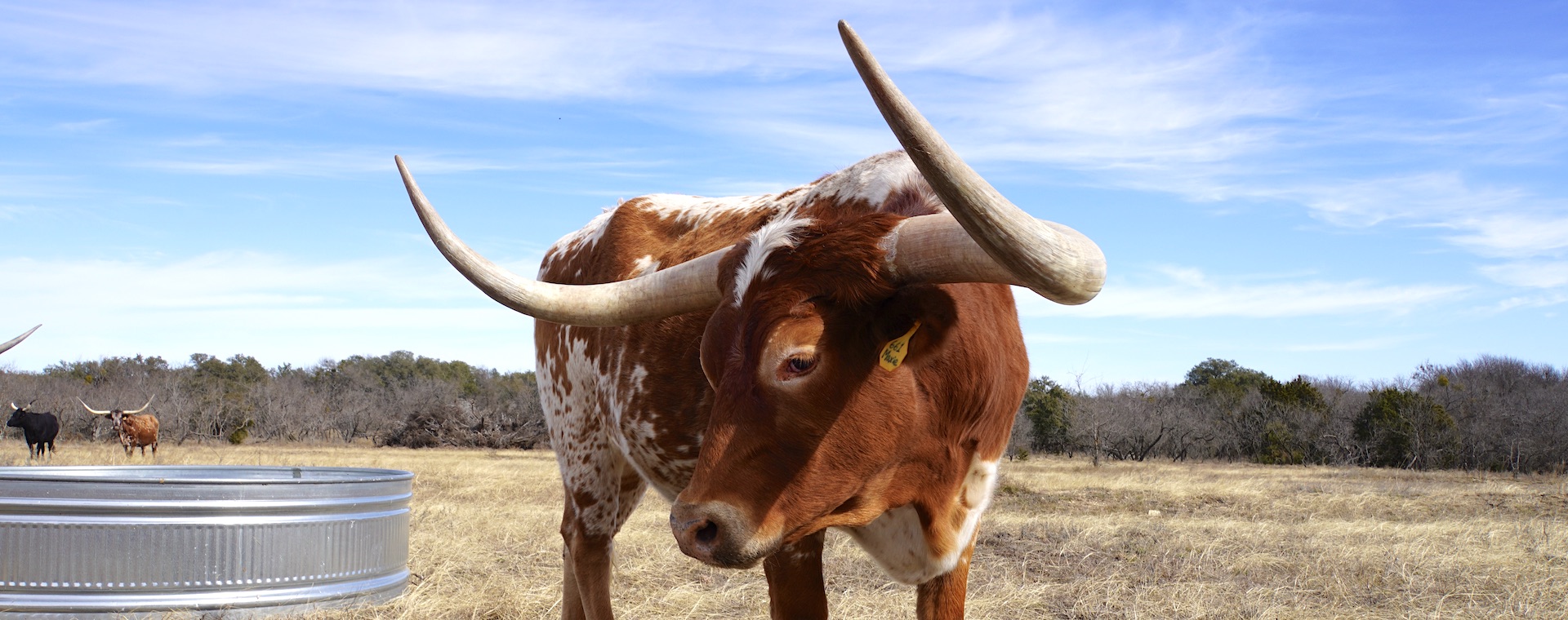 longhorn-steer-in tecovas-store