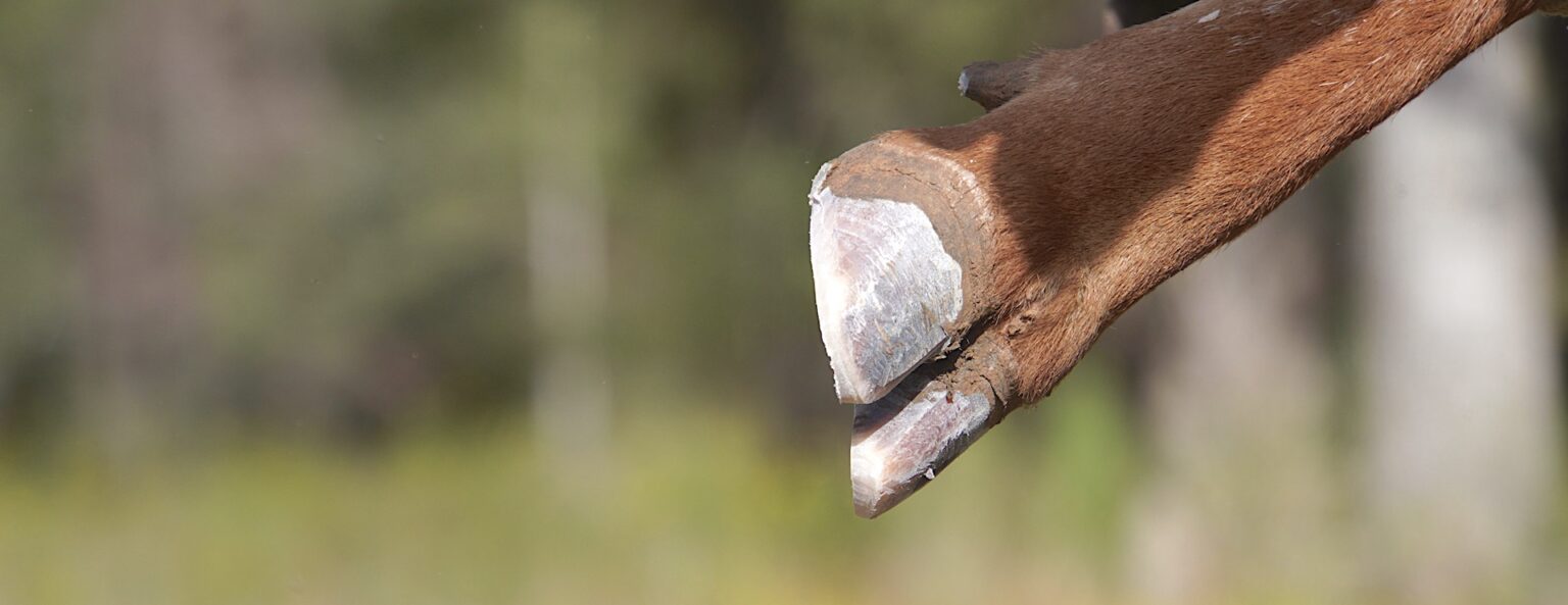 Texas Longhorn Cattle Hoof Trimming A Guideline From Tip To Toe GVR
