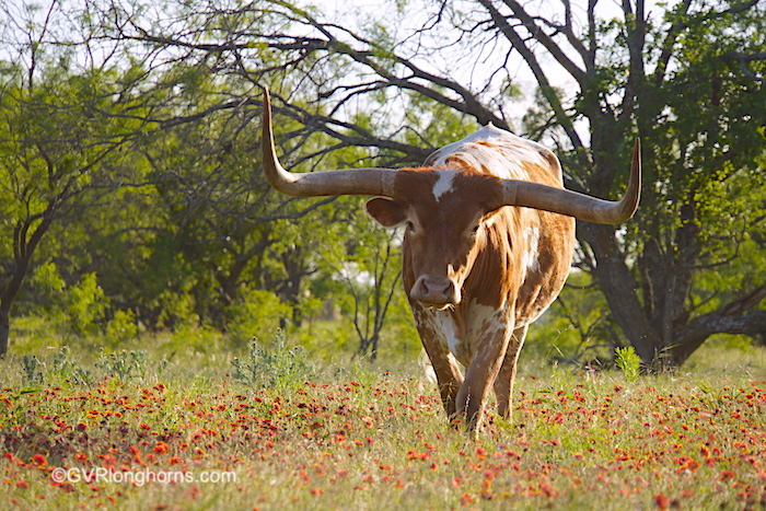 tlbaa-texas-longhorn