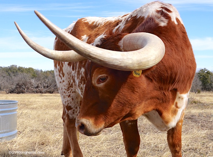 Texas Longhorn Steer