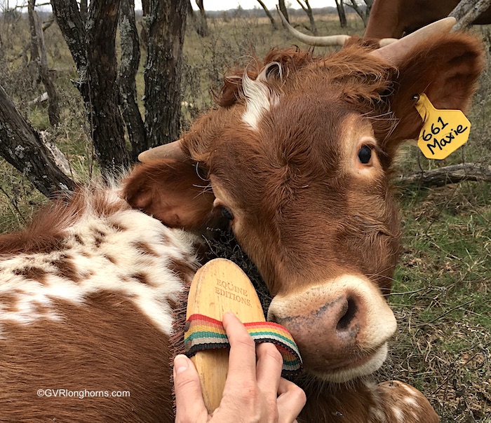 Texas-longhorn-steer