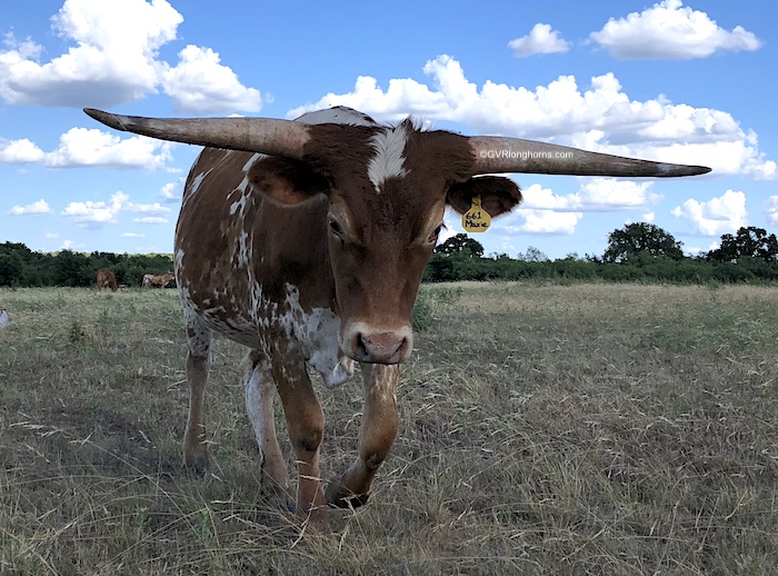Texas longhorn steer