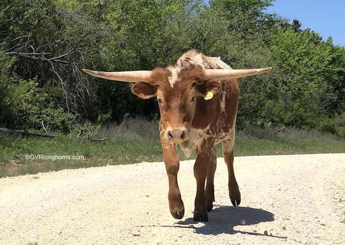 texas-longhorn-steer-in-tecovas-mural