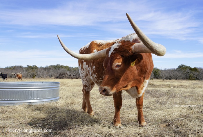 longhorn-steer