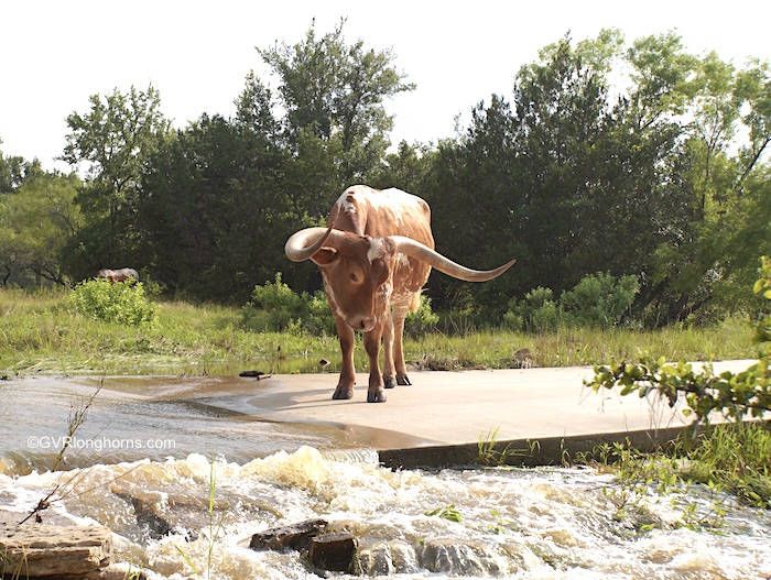 longhorn-steer-in-tecovas