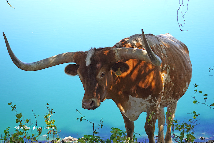 longhorn-steer-in-tecovas-mural