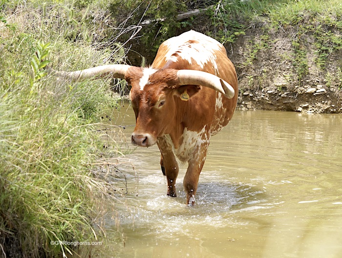 longhorn-steer-in tecovas-mural