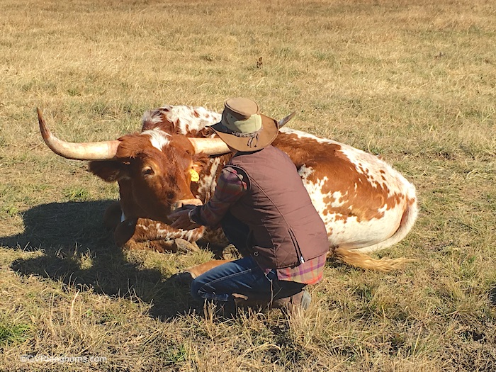texas-longhorn-steer