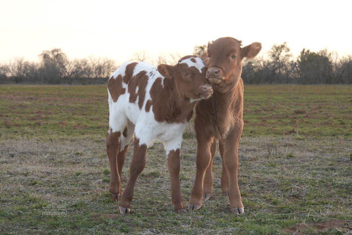 Baines & Picasso - Texas Longhorn steer for sale