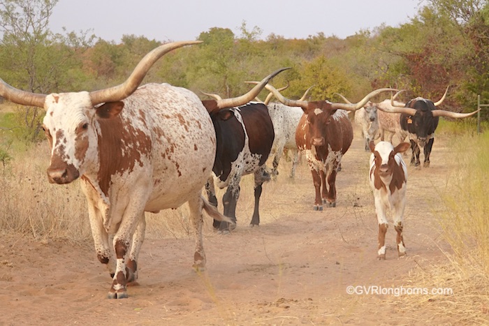 texas-longhorn-cattle