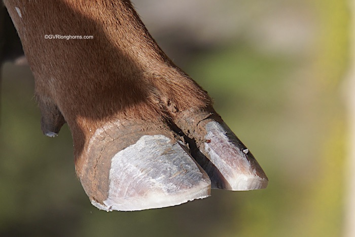 texas-longhorn-cattle-hoof-trimming