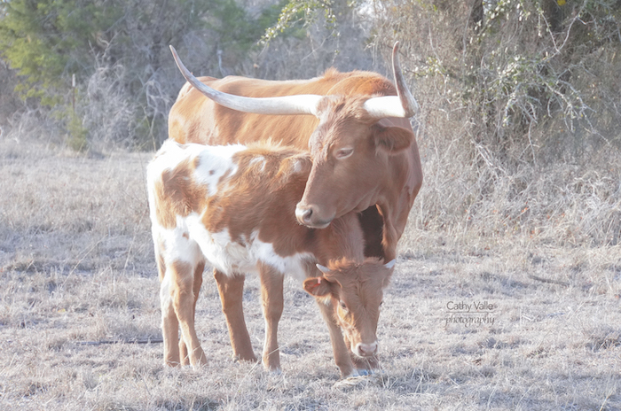 Texas-longhorn-cattle-print