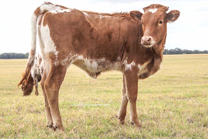 longhorn-heifer-for-sale-in-texas