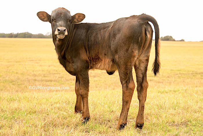 Texas longhorn heifer calf for sale