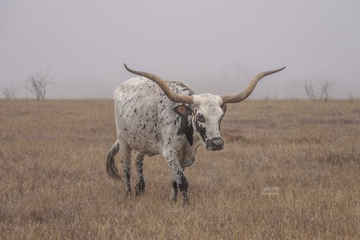 Texas-longhorn- print