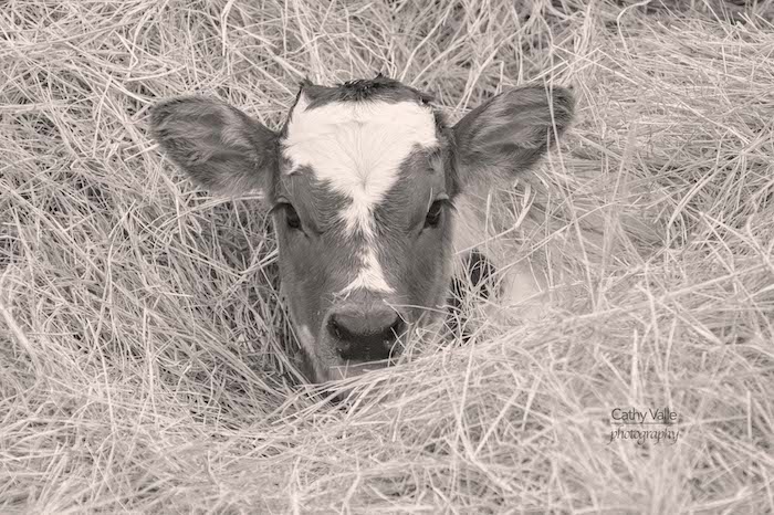 longhorn-cattle-print