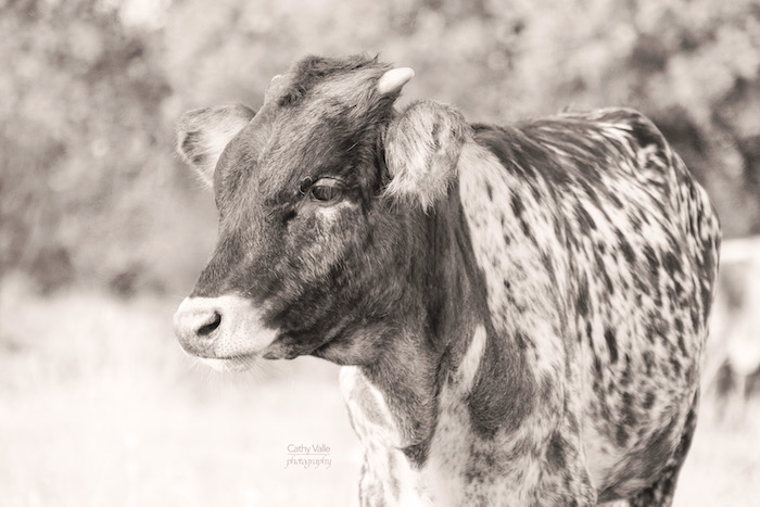 Texas longhorn cattle calendar