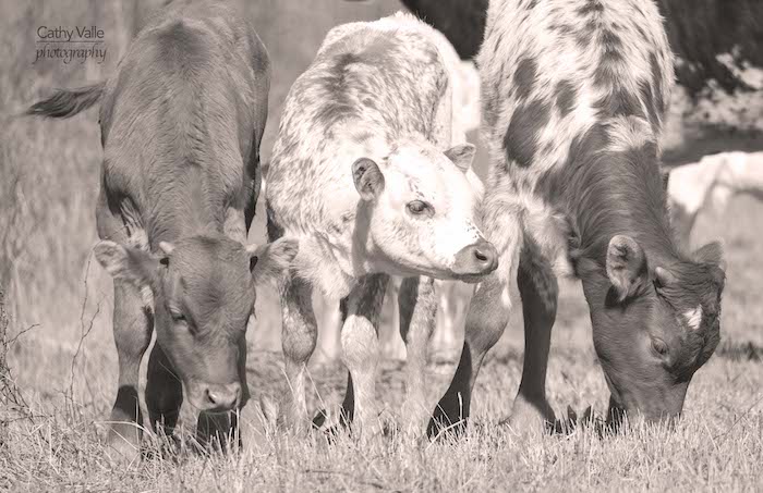 longhorn-calves -for-sale