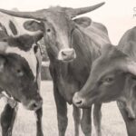 texas longhorn wall art