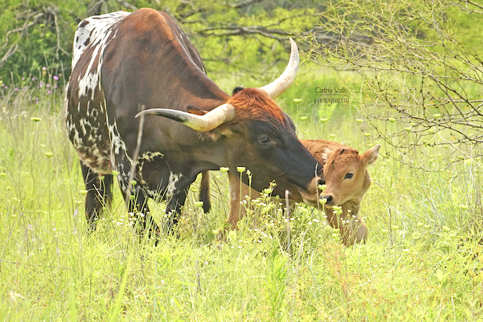 Texas-longhorn-cow-and-calf