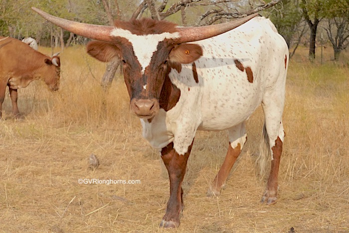 Primrose - Texas Longhorn heifer for sale