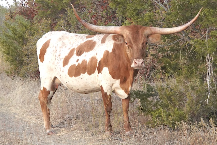 Lilly - Texas Longhorn cow for sale