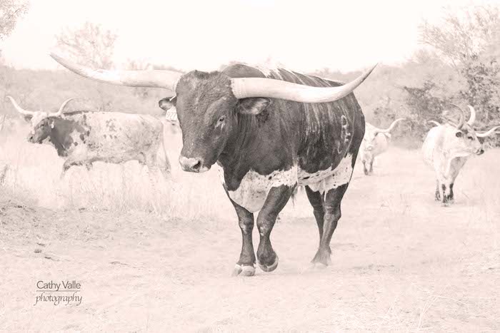 longhorn-bull-print