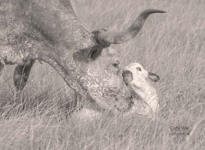 texas-longhorn-cattle-photo