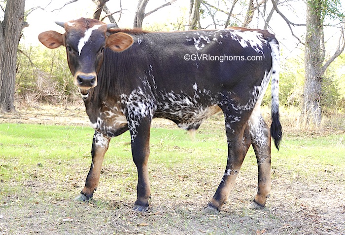 Willie - Texas Longhorn steer for sale