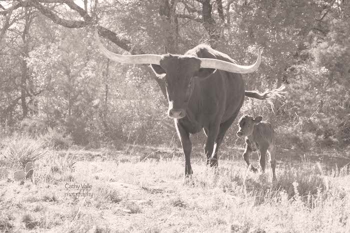 texas-longhorn-cattle-calendar-2024