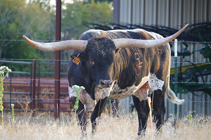Texas-longhorn-bull