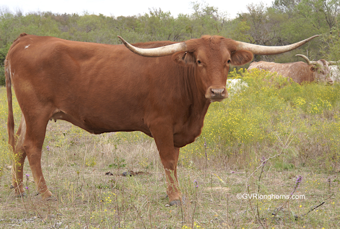 Cherry Blossom - Texas Longhorn cow for sale