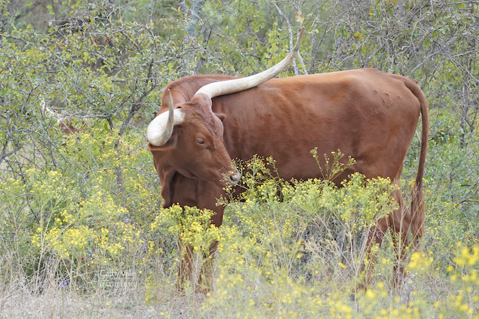 Kristi's LBJ - Texas Longhorn cow for sale