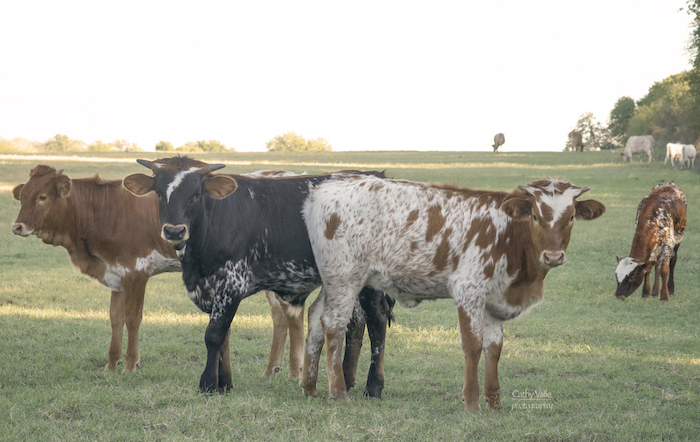 texas-longhorn-cattle-print