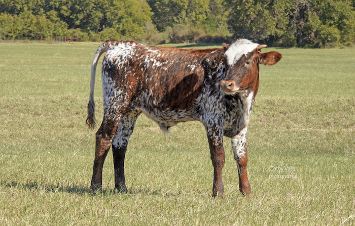 Merle - Texas Longhorn steer for sale