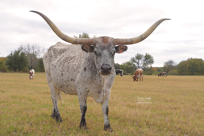 Texas-longhorn-cow print