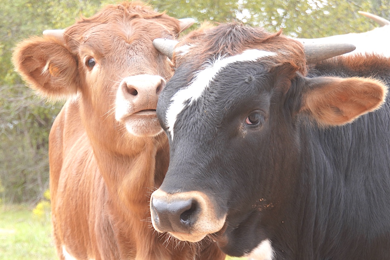 Texas Longhorn steer for sale