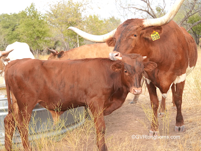 Hank - Texas Longhorn steer for sale
