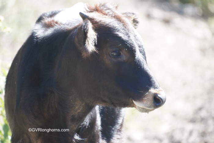 Waylon - Texas Longhorn steer for sale