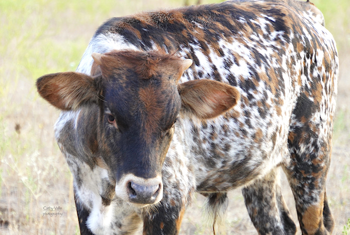 Crockett - Texas Longhorn steer for sale
