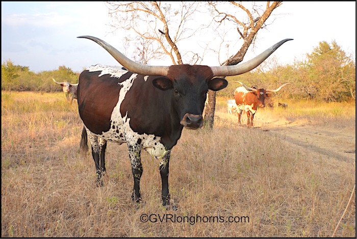 DB's Wonder - Texas Longhorn cow for sale