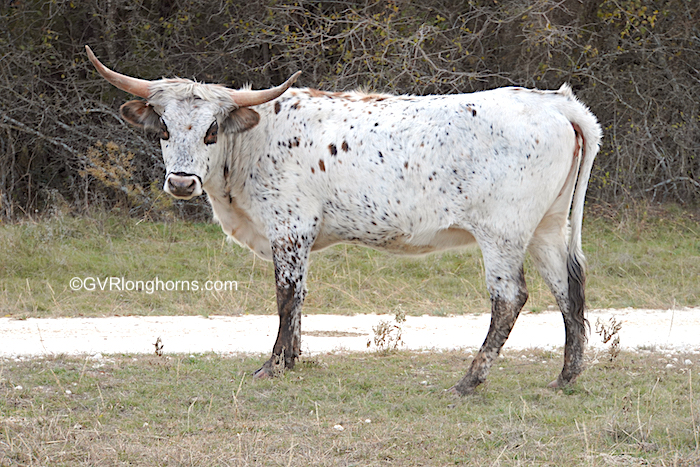Lady Gaga - Texas Longhorn heifer for sale