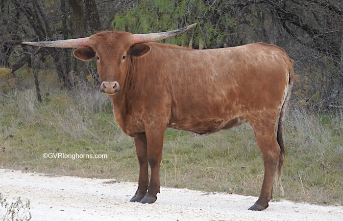 Anastasia - Texas Longhorn heifer for sale