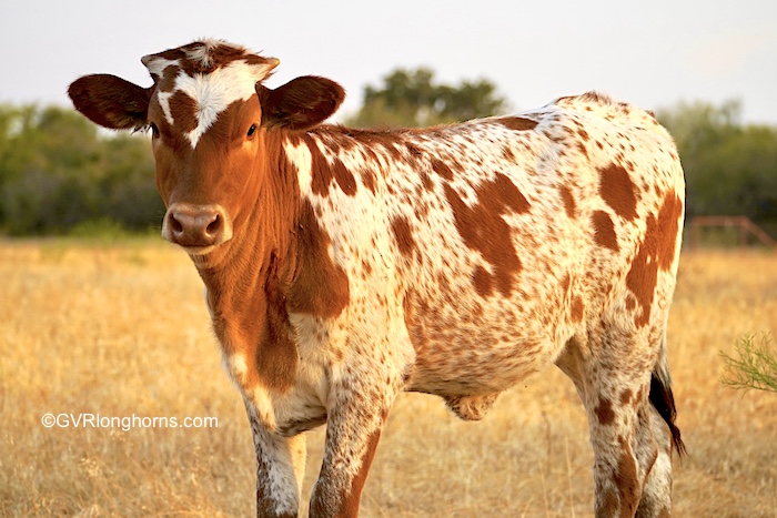 Texas Longhorn calf for sale