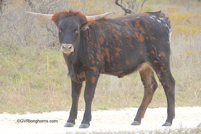 Glitz & Glamor - Texas Longhorn heifer for sale