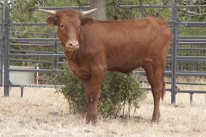 Little Spirit - Texas Longhorn heifer for sale