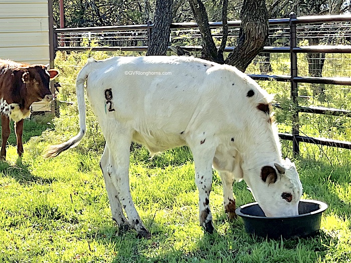 Nelson - Texas Longhorn steer for sale